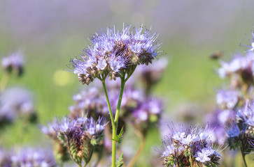 Purple flowers of phacelia in summer