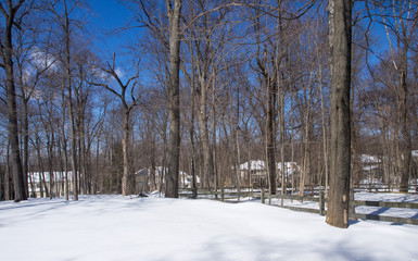 In the backyard the day after the snowfall