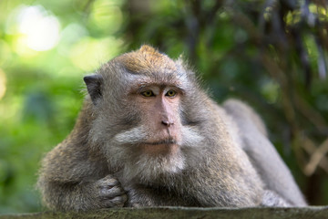 Monkey boss and lies resting on the stone in Ubud forest.