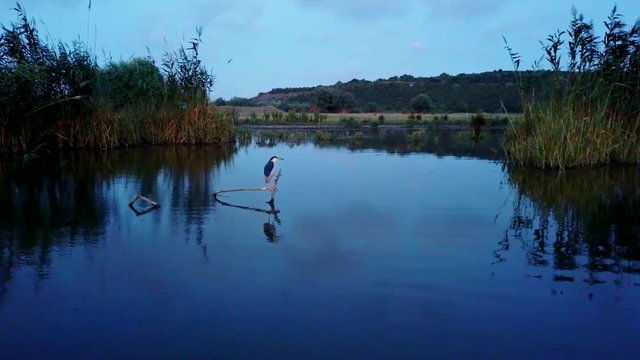 Night heron on a branch in a lake after sunset