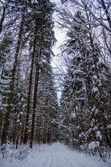 Snowy winter forest in cloudy weather. Russian forests. Forest in cloudy weather. Walk through the winter forest