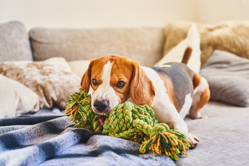 Beagle chewing a rope toy on sofa.