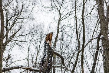 Winter Branch