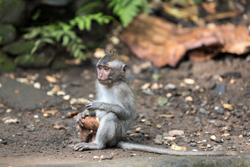 Small monkey sits on the gound and eats batata in Ubud forest.