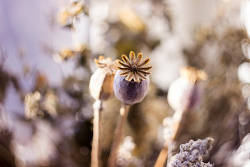Dry poppy heads and other dried flowers, vintage colors, macro background