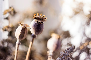 Dry poppy heads and other dried flowers, vintage colors, macro background