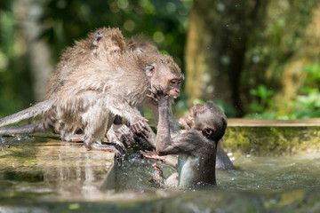 Monkeys fight in a stone font in Ubud, Bali.