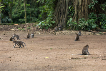 Group of the monkeys in Ubud forest sitting on the ground.