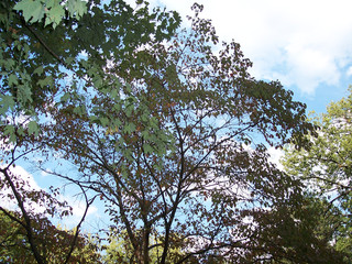 trees thru trees in spring