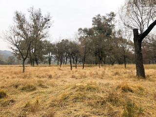 View of yellow dry grass land and dark trees after big hot summer season without rain.