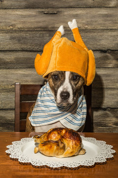 A Cute Dog Begging For Dinner