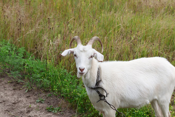 Goat on meadow in summer day