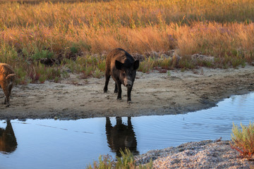 Wild boar at watering place with reflections on water