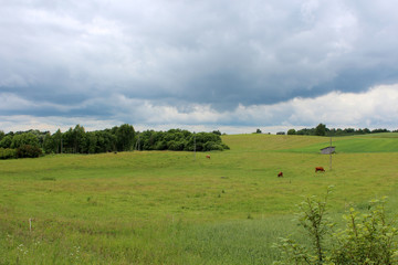 rural landscape with wheat field and blue sky