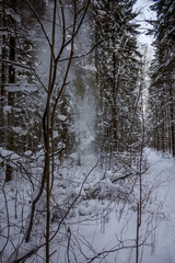 Snowy winter forest in cloudy weather. Russian forests. Forest in cloudy weather. Walk through the winter forest