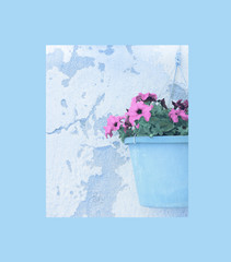 Petunia flowers in a flowerpot closeup