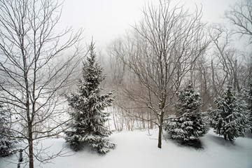 Winter Pines in Early Morning Haze