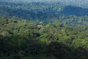 Obraz premium Aerial view of a tropical rainforest in the morning light.