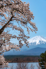 View of Mount Fuji and full bloom white pink cherry tree flowers at Lake Shoji ( Shojiko ) Park in springtime sunny day with clear blue sky natural background. Cherry Blossoms in Yamanashi, Japan