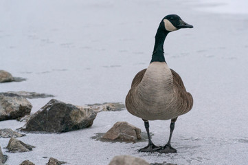 Canadian Goose Standing Among Rocks on Frozen Lake in Winter