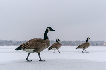 Three Canadian Geese Walking on Frozen Lake during Winter