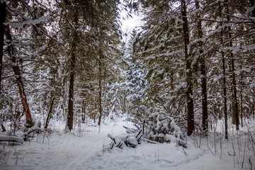 Snowy winter forest in cloudy weather. Russian forests. Forest in cloudy weather. Walk through the winter forest