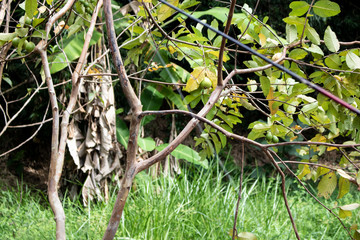 bird on branch