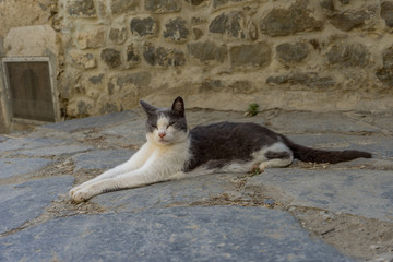 Italy, Cinque Terre, Vernazza, a grey and white cat lying on the ground