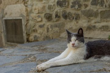Italy, Cinque Terre, Vernazza, a cat lying on top of a rock