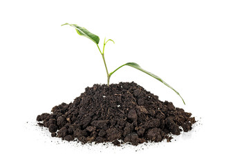 Green sprout growing out from soil isolated on white background