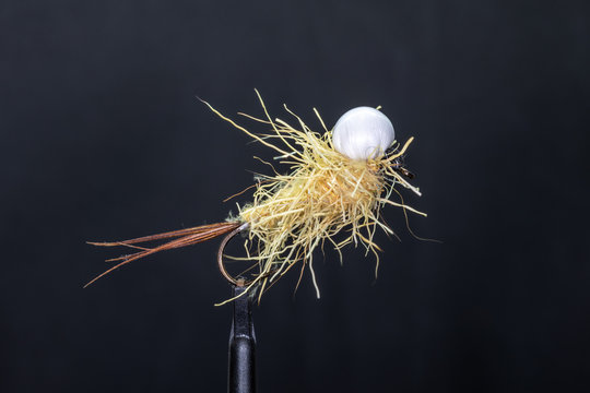 Polifemo 이미지 찾아보기 65 스톡 사진, 벡터 및 비디오 Adobe Stock