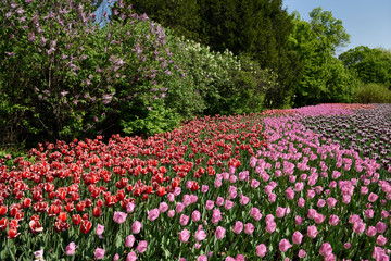 Pink Rosalie with red Kelly and purple Synaeda blue tulip flowers and lilacs at Commissioners Park Canadian Tulip Festival Ottawa