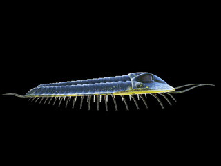 3d rendered illustration of a pre-historic marine creature - trilobite