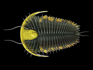 3d rendered illustration of a pre-historic marine creature - trilobite