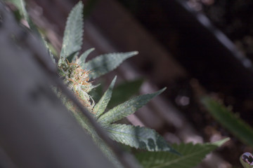 Cannabis Weed Plant Indica - Sativa in Garden Blooming Bud