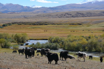 kyrgyzstan landscape