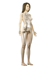 3d rendered medically accurate illustration of an asian females skeletal system