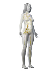3d rendered medically accurate illustration of a females nervous system