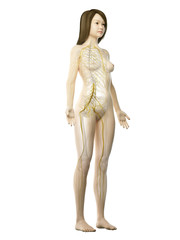 3d rendered medically accurate illustration of an asian females nervous system