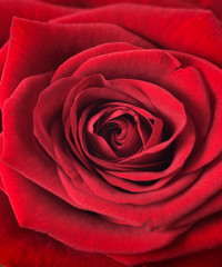 Bildfüllende Blüte einer roten Rose