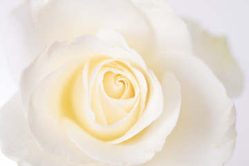 Bildfüllende Blüte einer weißen Rose