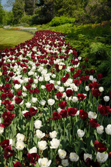 White Royal Virgin and dark red Paul Scherer Triumph tulip flowers at Canadian Tulip Festival Commissioners Park Ottawa Canada