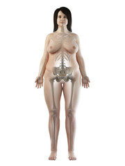 Fototapeta premium 3d rendered medically accurate illustration of an obese females skeletal system