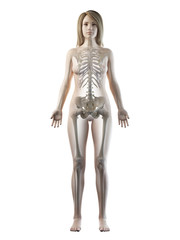 Obraz premium 3d rendered medically accurate illustration of a females skeletal system
