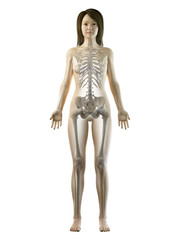 3d rendered medically accurate illustration of an asian females skeletal system