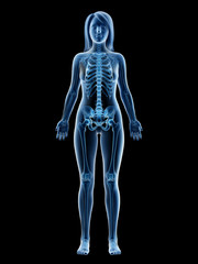 3d rendered medically accurate illustration of a females skeleton