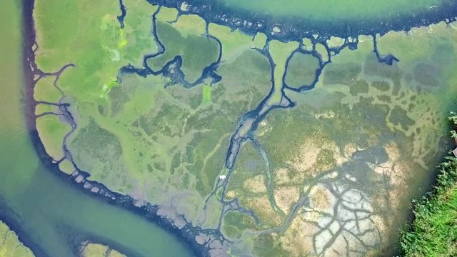 White bird passing over green marsh looking line an island