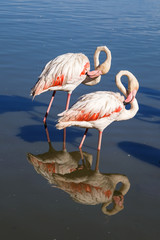 Fototapeta na wymiar Two pink flamingoes on the lake, standing in the same position, reflected in water.