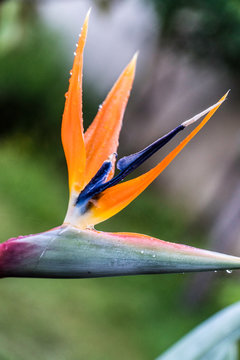 Cresta di gallo