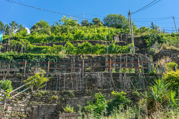 Italy, Cinque Terre, Vernazza, PLANTS GROWING ON LAND AGAINST SKY